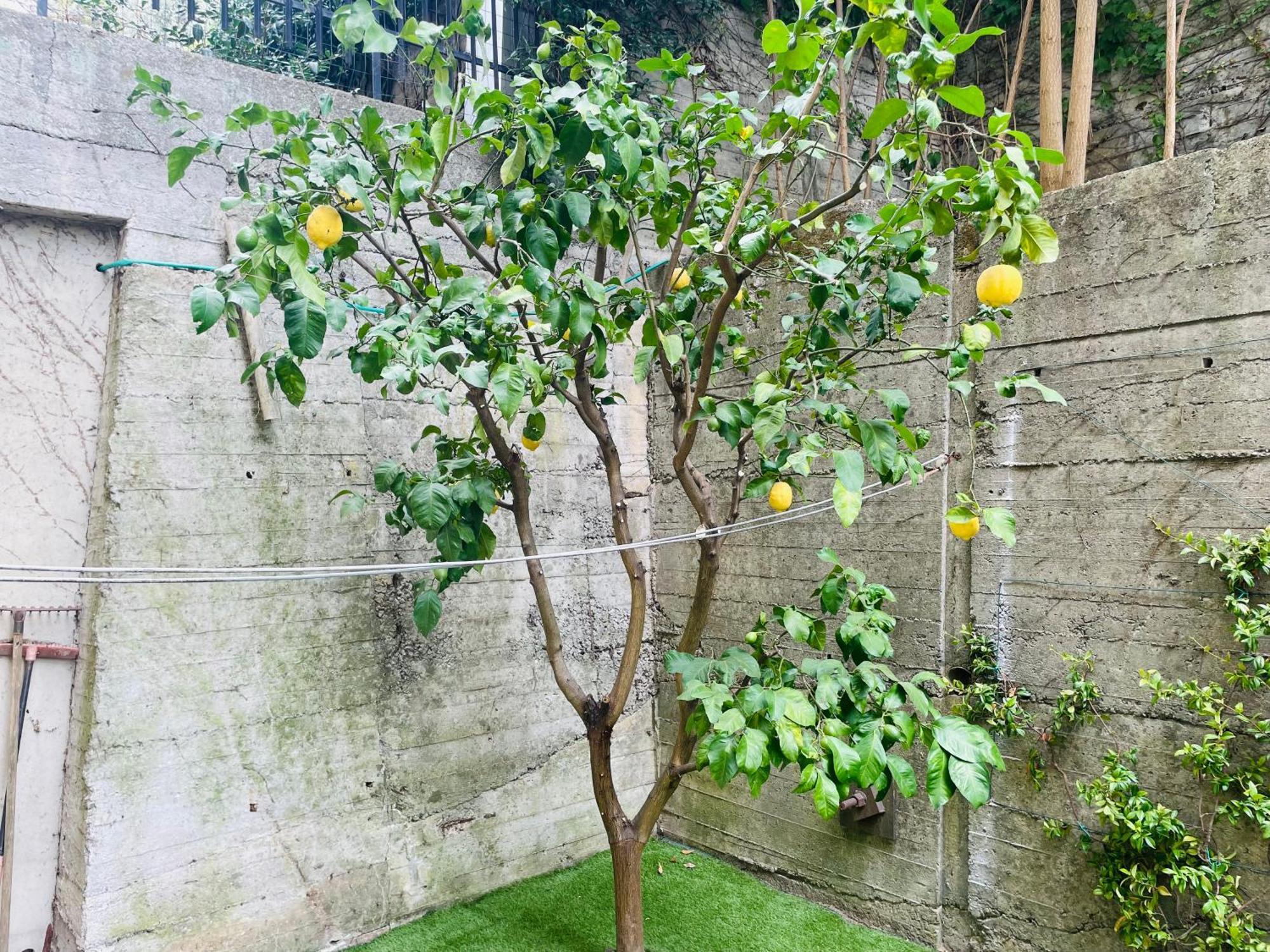 Lemon Tree Resort - Freeparking - Garden جنوة المظهر الخارجي الصورة